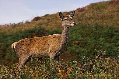 Fami通新作评分公布：《机械战警：暴戾都市-未竟之事》获30分好评！